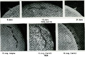 cliquez ici pour voir l'image (figure13.jpg)