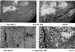 cliquez ici pour voir l'image (figure25.jpg)