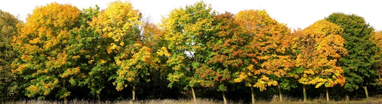 cliquez ici pour voir l'image (Arbres1.JPG)