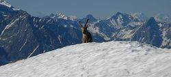 cliquez ici pour voir l'image (Bouquetin3.jpg)