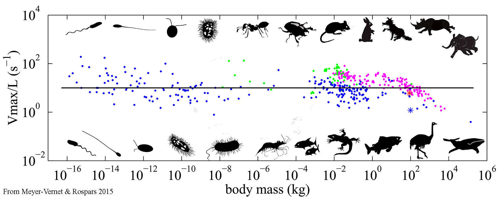 Maximum relative speeds versus body mass from bacteria to large mammals Vitesse maximum normalisée à la taille fonction de la masse